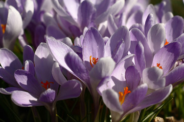 A large amount of large lilac flowers of crocuses revealed on a meeting to the bright spring sun.