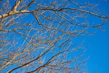 Tree and Sky Background