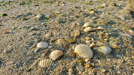 sea grass on shell beach 