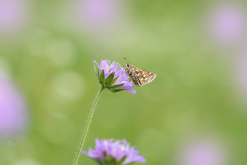 Dickkopffalter / Schmetterling