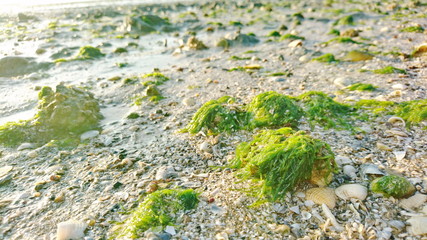 sea grass on shell beach 