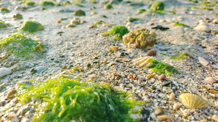 sea grass on shell beach 