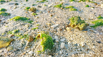 sea grass on shell beach 