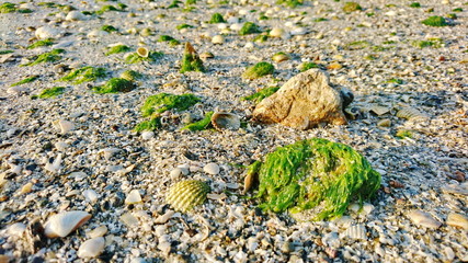 sea grass on shell beach 