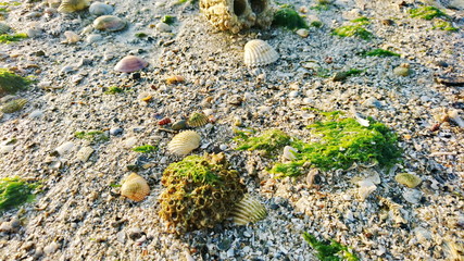 sea grass on shell beach 