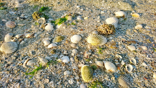 sea grass on shell beach 