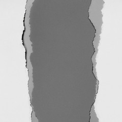 white torn paper on gray background. collection paper rip