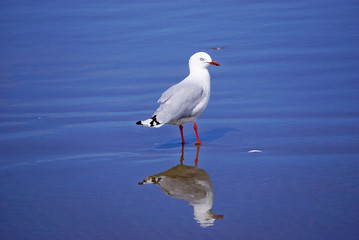 New Zealand seagull on the beach