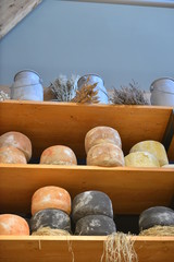 Fototapeta premium La stagionatura dei formaggi