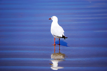 New Zealand seagull on the beach