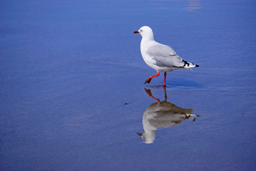 New Zealand seagull on the beach