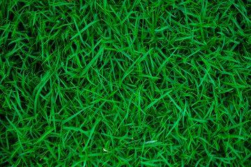 Green nature grass texture