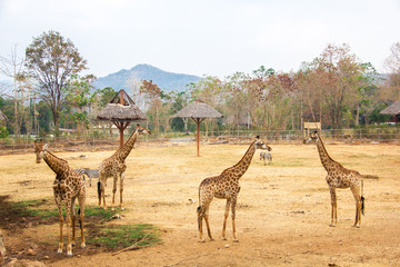 giraffe in the zoo