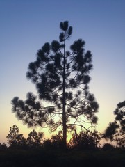 Pine forest in twilight evening
