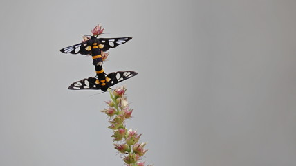 butterflies mating on a grass flower.