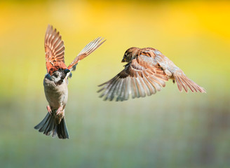  two small funny birds sparrows fly in a sunny spring garden flapping their wings and beaks during the dispute