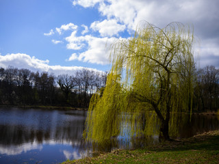 Weide spiegelnd am See