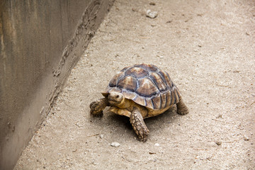turtle on the road