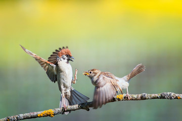 two funny birds sparrows on a branch in a sunny spring garden flapping their wings and beaks