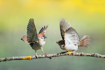  two little funny birds sparrows on a branch in a sunny spring garden flapping their wings and beaks during a dispute