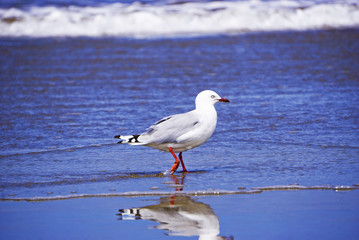 New Zealand seagull on the beach