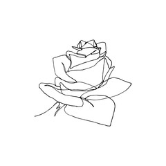 Hand drawn rose flower, one single continuous line drawing.