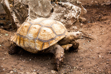 tortoise, turtle, animal, shell, reptile, giant, slow, nature, galapagos, wildlife, big, old, head,...