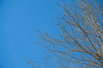 Tree and Sky Background