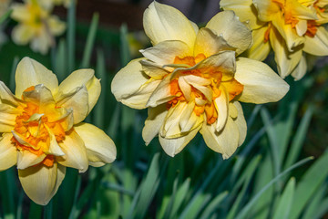 Fototapeta premium Yellow and orange double daffodils