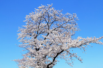 cherry blossoms bloom and blue sky