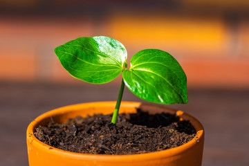 Young baobab (latin name Adansonia Digitata) seedling is growing in the pot. Green leaf of exotic plant which naturaly grows on Madagascar. Brown and red brick background