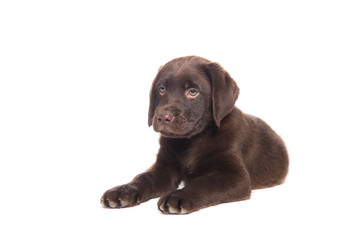 closeup isolated portrait puppy of a  chocolate labrador sitting with attentive look