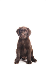 closeup isolated portrait puppy of a  chocolate labrador sitting with attentive look
