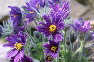 Obraz premium purple pasque flower blooming in the garden