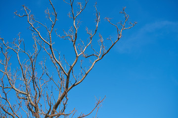 Tree and Sky Background