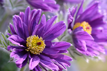 purple pasque flower blooming in the garden