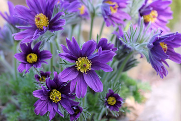 purple pasque flower blooming in the garden