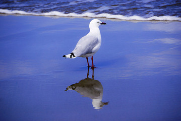 New Zealand seagull on the beach