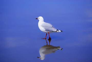 New Zealand seagull on the beach