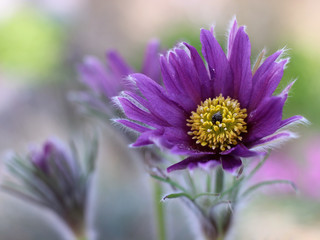 Obraz premium purple pasque flower blooming in the garden