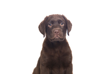 closeup isolated portrait puppy of a  chocolate labrador sitting with attentive look