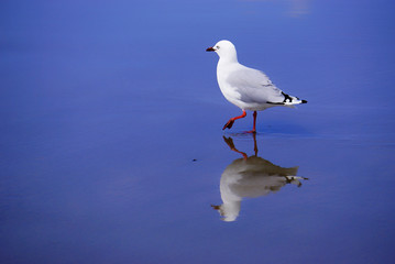 New Zealand seagull on the beach