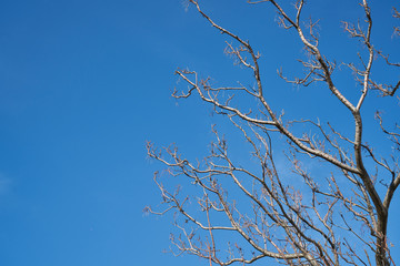 Tree and Sky Background