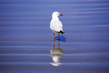 New Zealand seagull on the beach