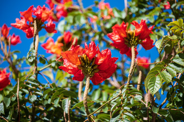 Afrikanischer Tulpenbaum