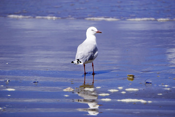 New Zealand seagull on the beach
