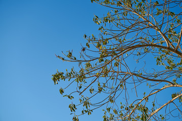 Tree and Sky Background