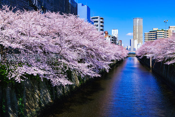 [東京都] 目黒川の桜 (No.9717)