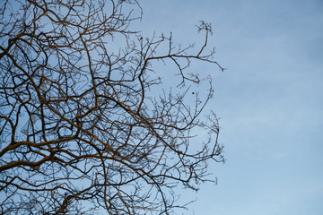 Tree and Sky Background