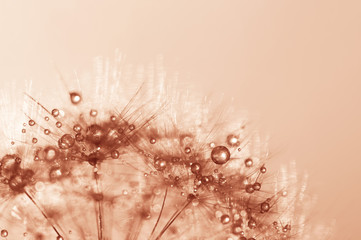 Abstract macro of a dandelion with golden drops of dew in the sunlight. Selective focus.